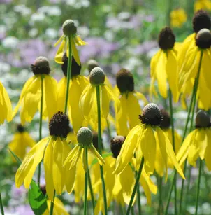 Pinnate Prairie Coneflower (Ratibida pinnata)