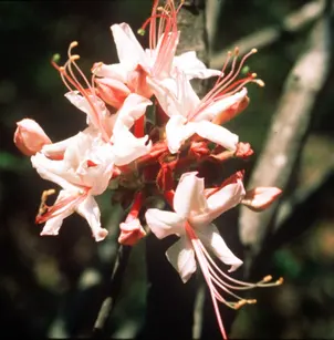 Mountain Azalea (Rhododendron canescens)