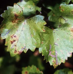 Muscadine (Vitis rotundifolia)
