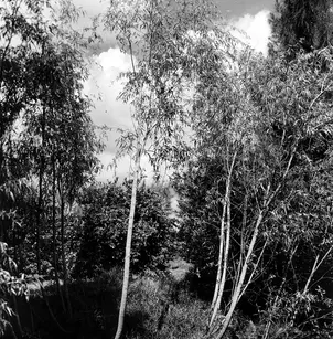 Coastal Plain Willow (Salix caroliniana)