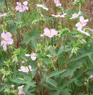 Sticky Purple Geranium (Geranium viscosissimum)