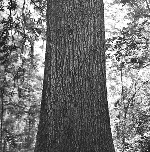 Willow Oak (Quercus phellos)