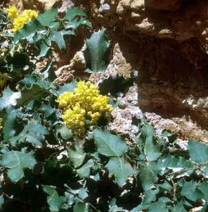 Creeping Barberry (Mahonia repens)