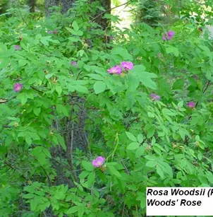 Woods' Rose (Rosa woodsii)