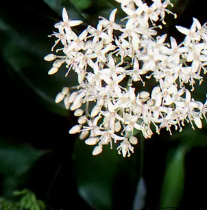 Rough-Leaf Dogwood (Cornus drummondii)