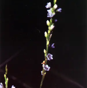 Dotted Smartweed (Polygonum punctatum)