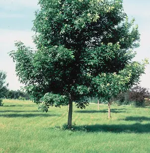 Green Ash (Fraxinus pennsylvanica)