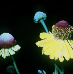Purplehead Sneezeweed (Helenium flexuosum)