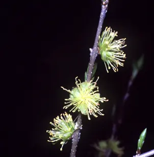 Eastern Swampprivet (Forestiera acuminata)