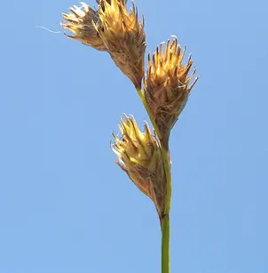Bicknell's Sedge (Carex bicknellii)