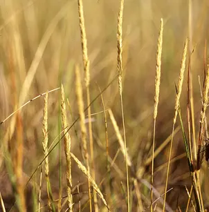 June Grass (Koeleria macrantha)