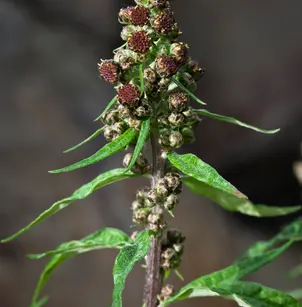 Tilesius' Wormwood (Artemisia tilesii)
