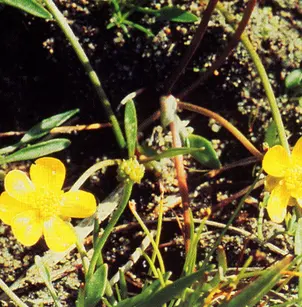Greater Creeping Spearwort (Ranunculus flammula)