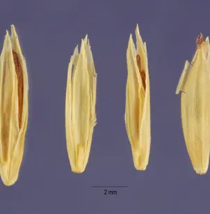 Glaucous Bluegrass (Poa glauca)