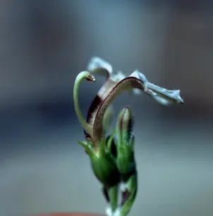 Beach Naupaka (Scaevola sericea)
