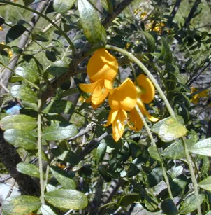 Mamani (Sophora chrysophylla)