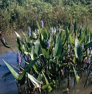 Pickerelweed (Pontederia cordata)
