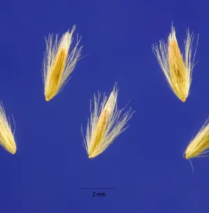 Bluejoint (Calamagrostis canadensis)