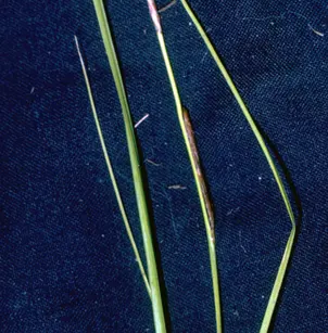 Blister Sedge (Carex vesicaria)