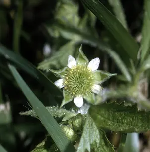 Rough Avens (Geum laciniatum)