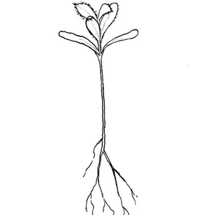 Greenleaf Manzanita (Arctostaphylos patula)