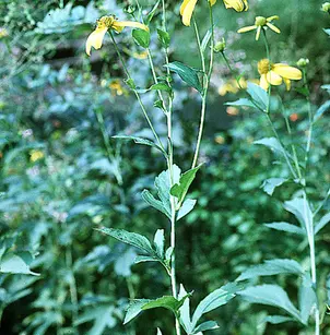 Cutleaf Coneflower (Rudbeckia laciniata)
