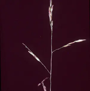Whitegrass (Leersia virginica)