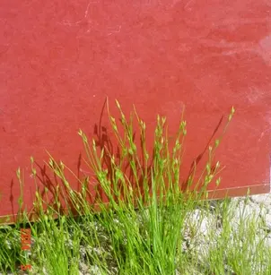 Toad Rush (Juncus bufonius)