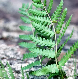 Cinnamon Fern (Osmunda cinnamomea)