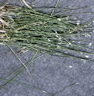 Dwarf Spikerush (Eleocharis parvula)