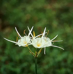 Spring Spiderlily (Hymenocallis liriosme)