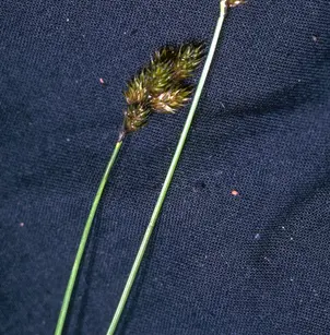 Smallwing Sedge (Carex microptera)