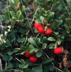 Kinnikinnick (Arctostaphylos uva-ursi)
