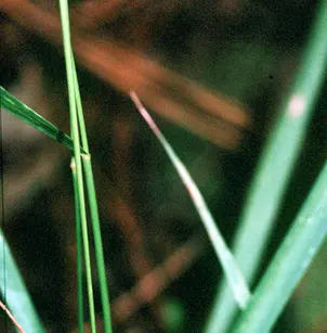 Slender Woodoats (Chasmanthium laxum)