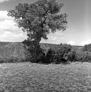 Pinyon Pine (Pinus edulis)