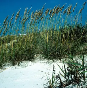 Seaoats (Uniola paniculata)