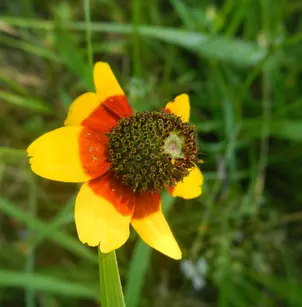 Clasping Coneflower (Dracopis amplexicaulis)