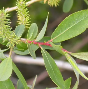 Missouri River Willow (Salix eriocephala)