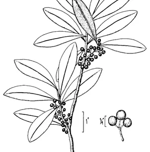 Sarvis Holly (Ilex amelanchier)