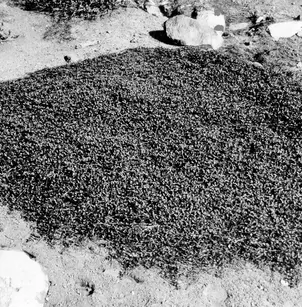 Prostrate Ceanothus (Ceanothus prostratus)