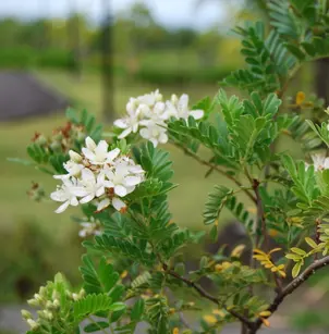 Hawai'i Hawthorn (Osteomeles anthyllidifolia)