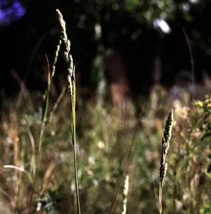 Spiked Muhly (Muhlenbergia glomerata)