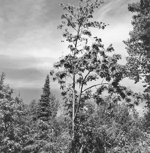 Northern Mountain Ash (Sorbus decora)
