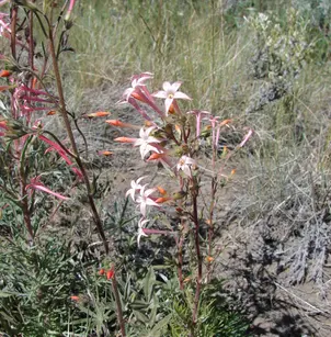 Scarlet Gilia (Ipomopsis aggregata aggregata)