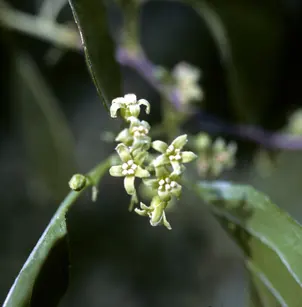 American Bittersweet (Celastrus scandens)
