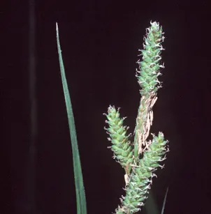Short's Sedge (Carex shortiana)