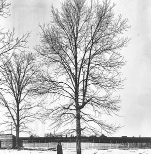Shagbark Hickory (Carya ovata)