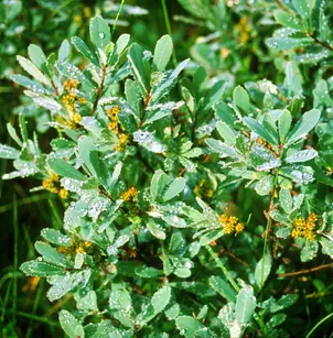 Sweetgale (Myrica gale)