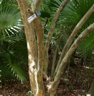 Tietongue (Coccoloba diversifolia)
