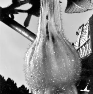 Beaked Hazelnut (Corylus cornuta)